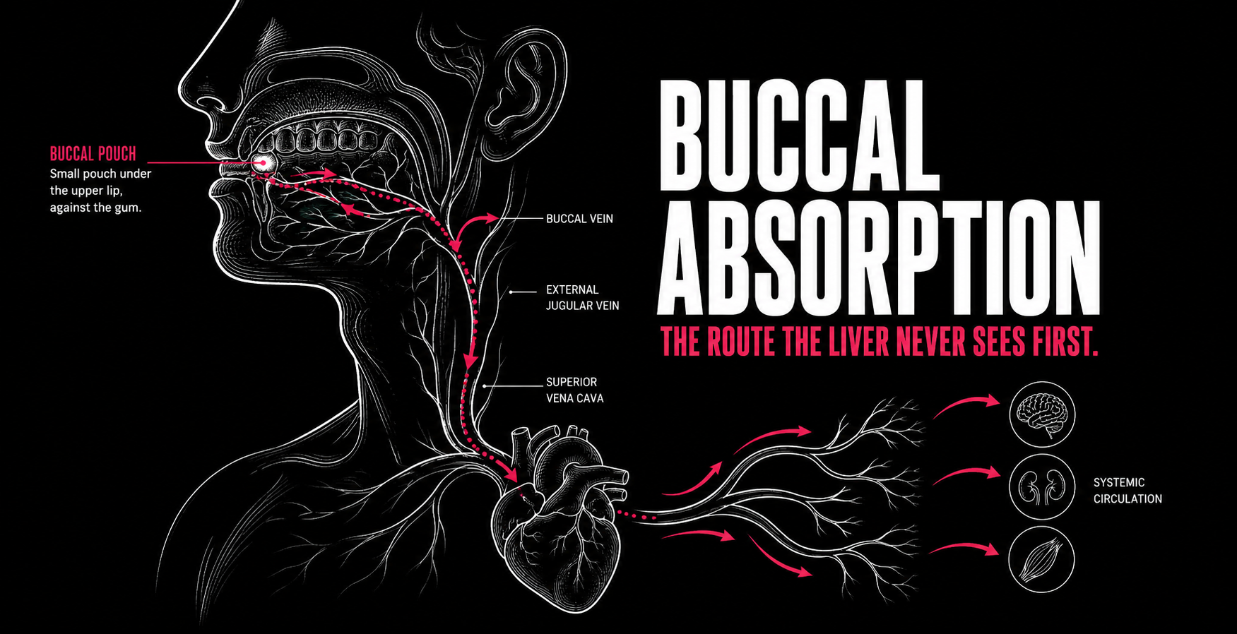 Buccal Absorption: Why a Pouch Hits Faster Than a Pill
