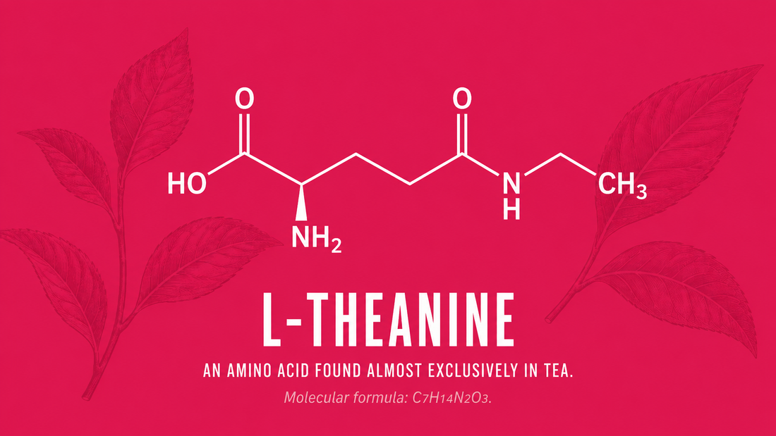 L-Theanine: The Tea-Derived Amino Acid Behind Calm Focus