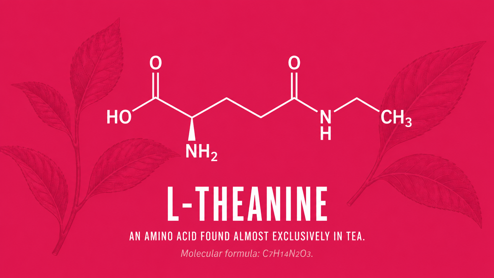L-Theanine: The Tea-Derived Amino Acid Behind Calm Focus