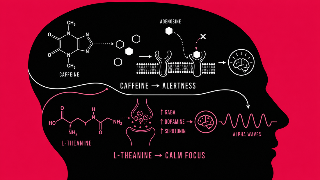 Caffeine and L-Theanine: The Science of Smooth Focus