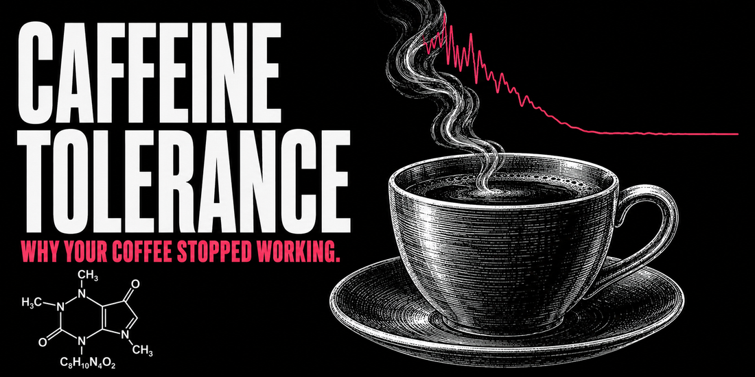 Why Your Coffee Stopped Working: Caffeine Tolerance Explained