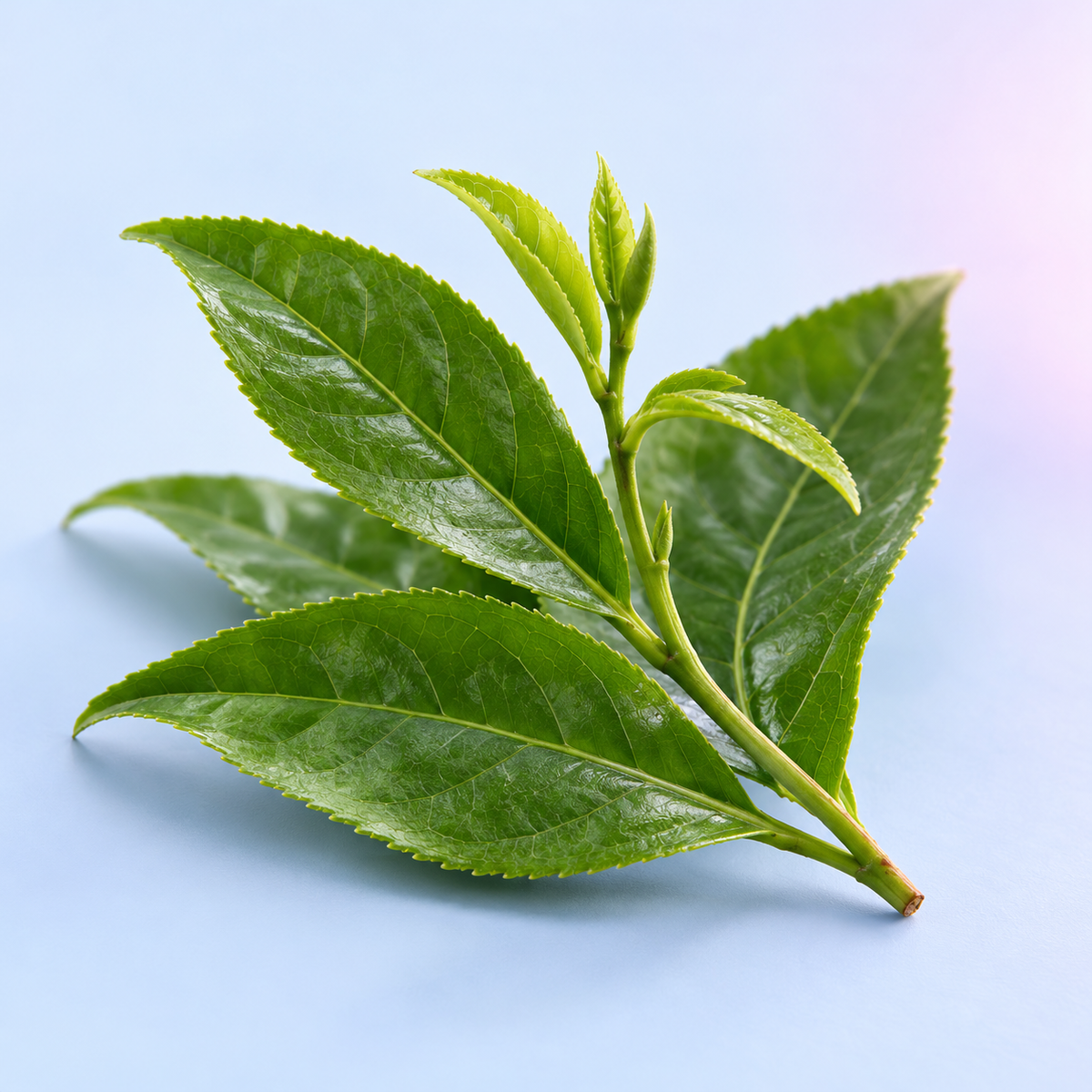 Fresh green tea leaves on a pale-blue background